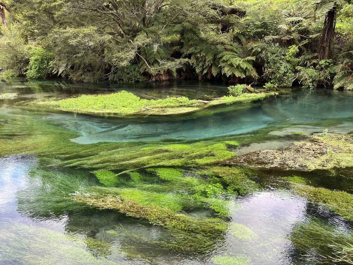 Long Blue Spring A glimpse of New Zealand’s purity - Blue Spring – Forus New Zealand