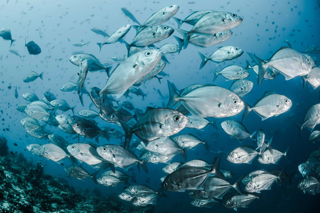 Marine Collagen: Natural Support for Skin and Wellness